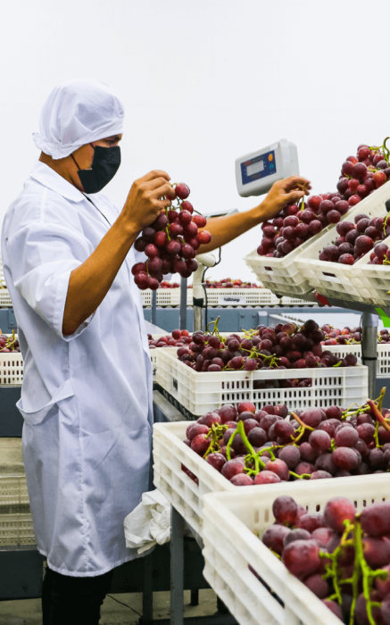 Arándanos Orgánicos de Exportación