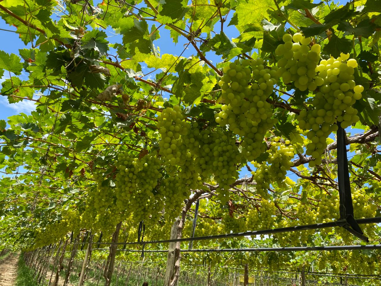 Uvas de Mesa de Exportación