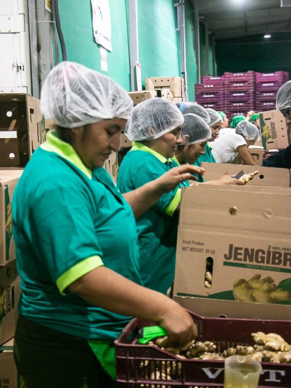 Nosotros - Fruit Exchange (19)