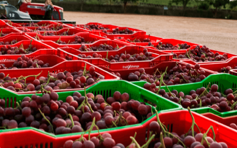 Uvas de Mesa Fruit X Change (1)