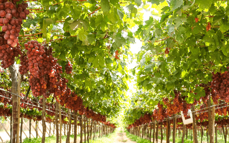 Uvas de Mesa Fruit X Change (2) (1)