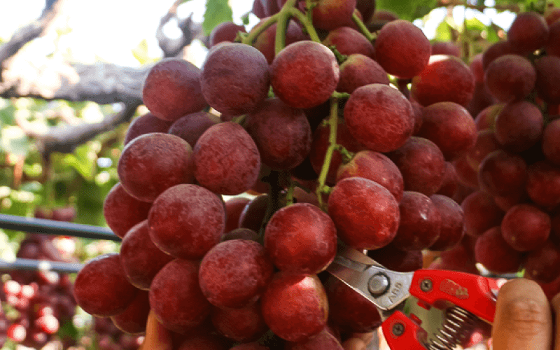 Uvas de Mesa Fruit X Change (6) (1)