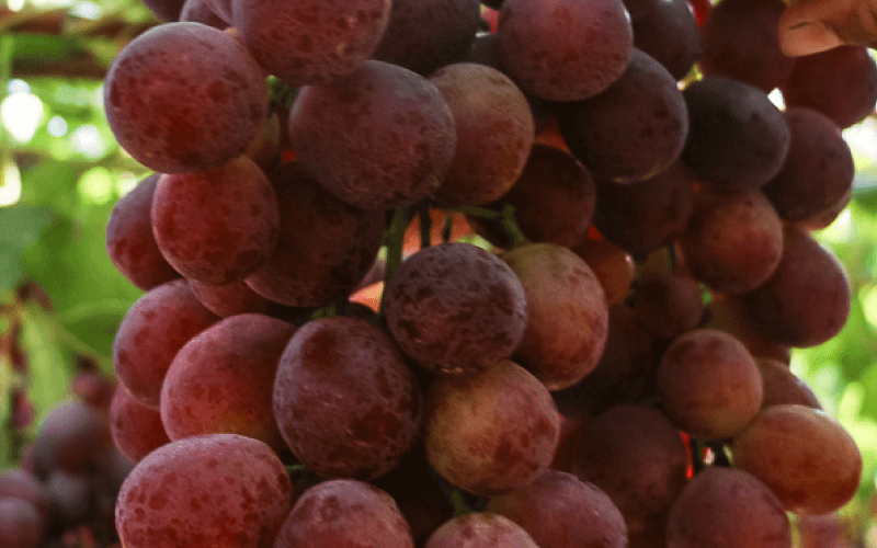 Uvas de Mesa Fruit X Change (7) (1)