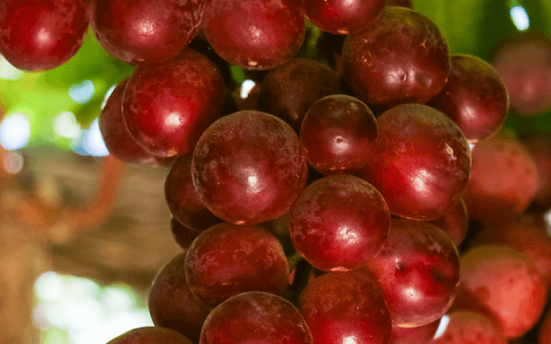 Uvas de Mesa Fruit X Change (9)