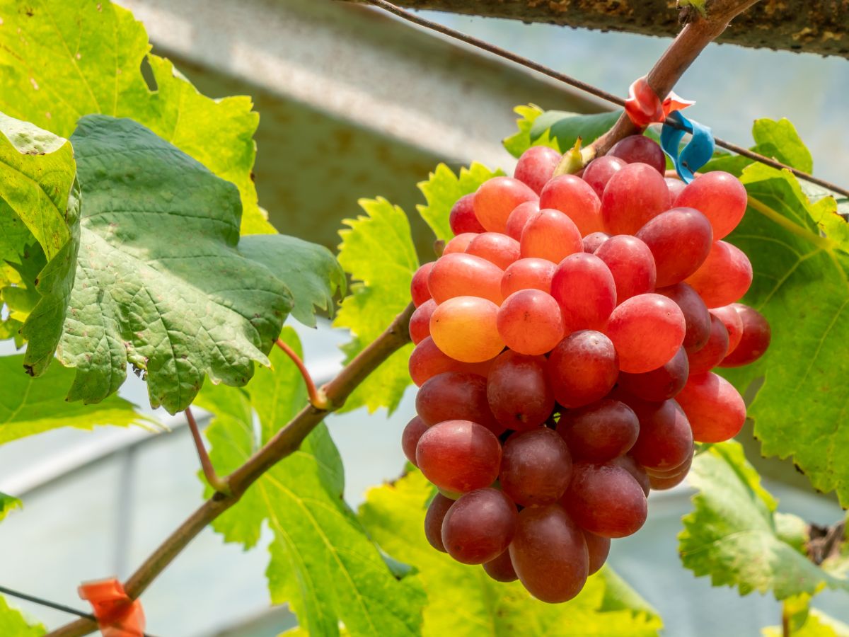 uvas de mesa - Crimson Seedless