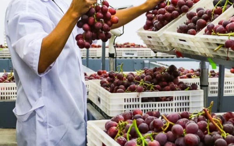 Control de calidad uvas de mesa - FruitXChange